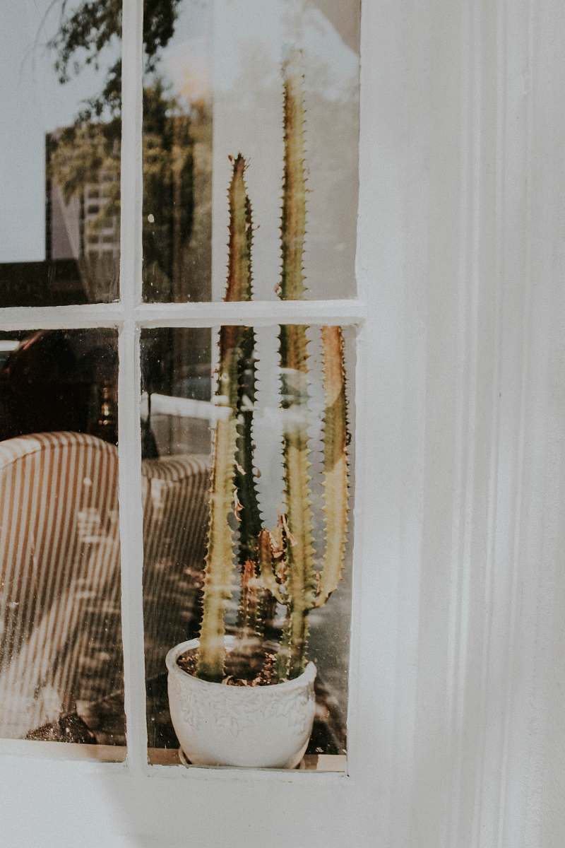 banister potted cactus on window sill handrail